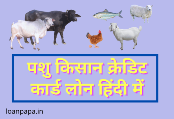 PKCC Loan in Hindi
